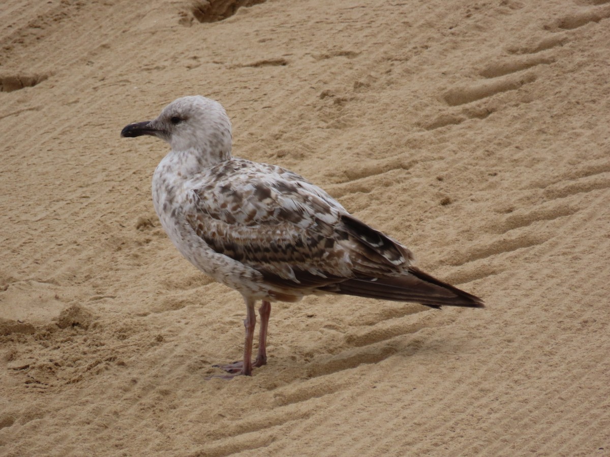 Yellow-legged Gull - Daniela Secas