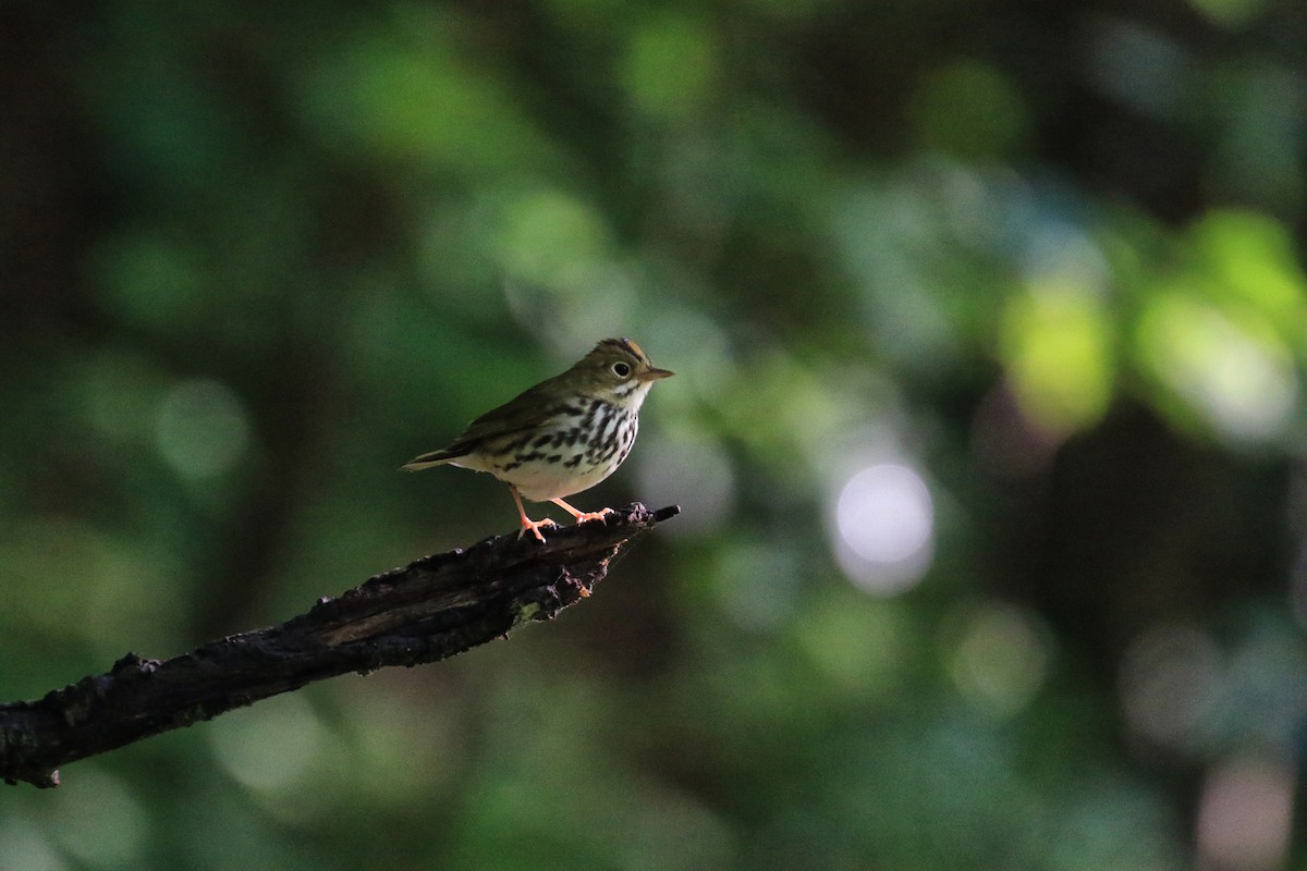 Ovenbird - ML350390911