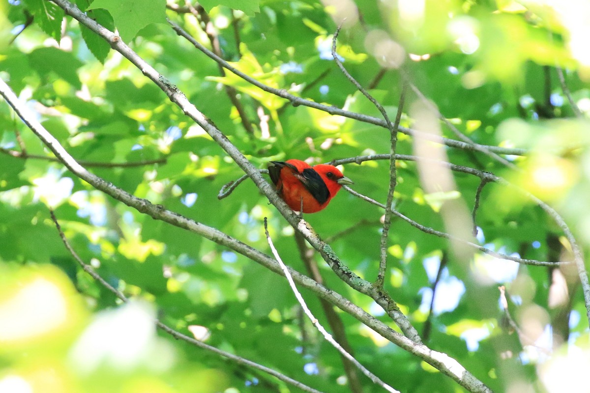 Scarlet Tanager - ML350391511