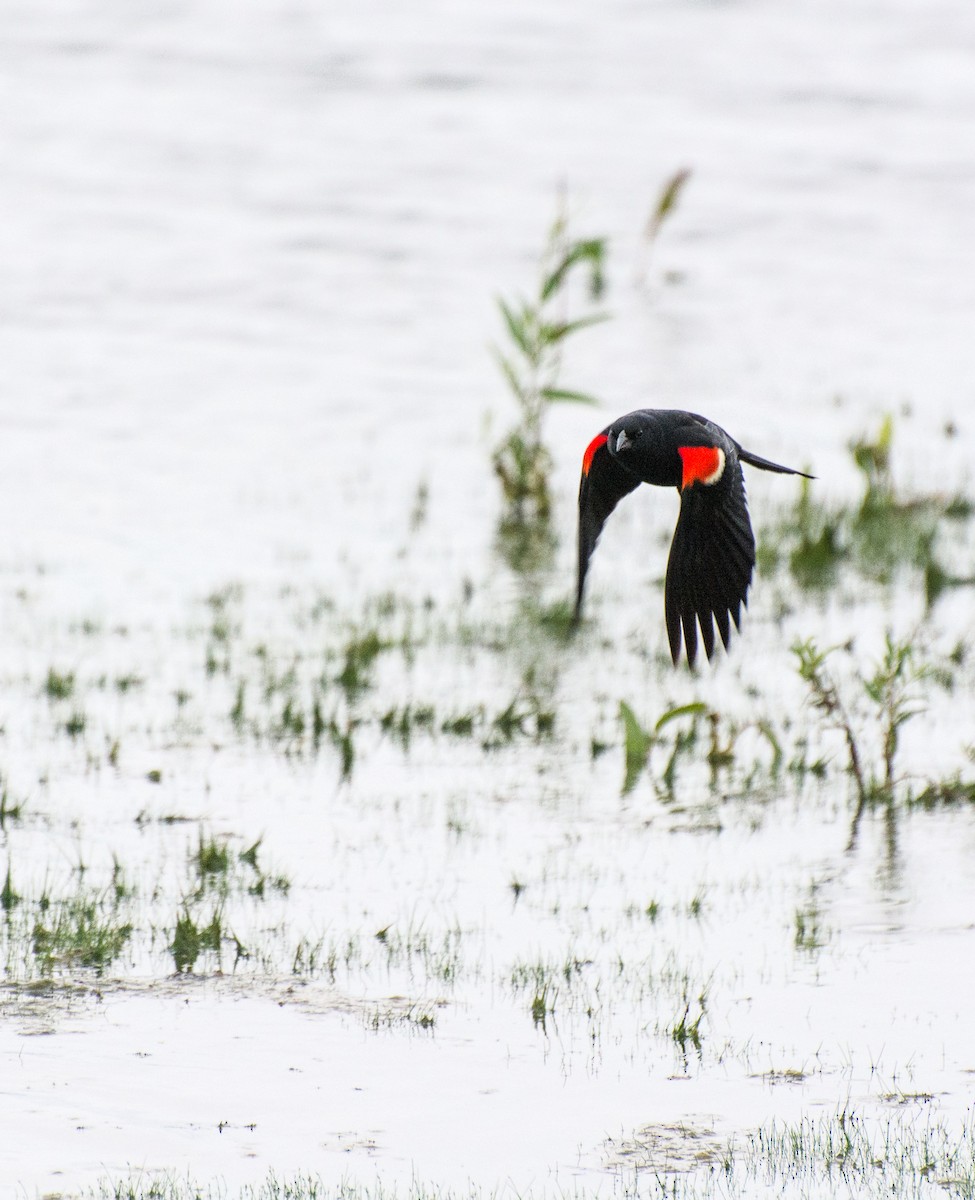 Red-winged Blackbird - ML350392481