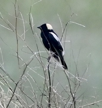 bobolink - ML350393381