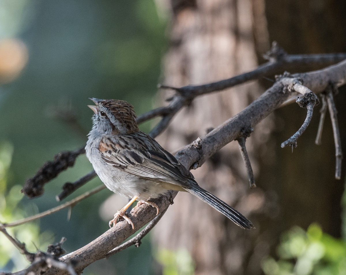 Rufous-winged Sparrow - ML350394051