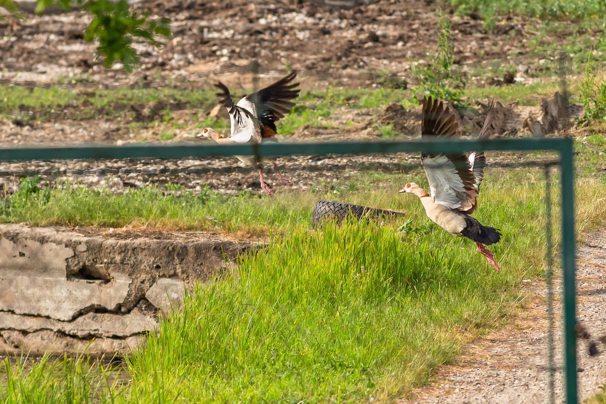 Egyptian Goose - ML350394841