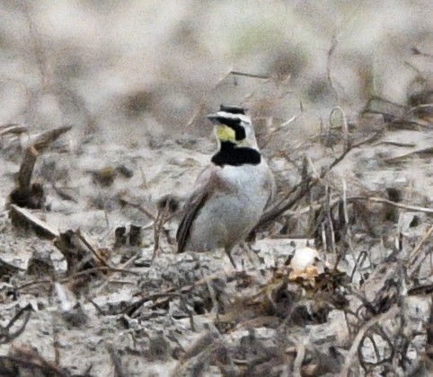 Horned Lark - ML350394901