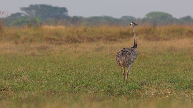 Greater Rhea - ML350396231