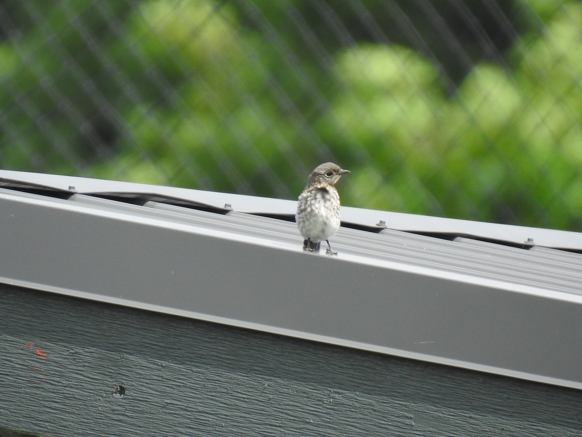 Eastern Bluebird - ML350397181