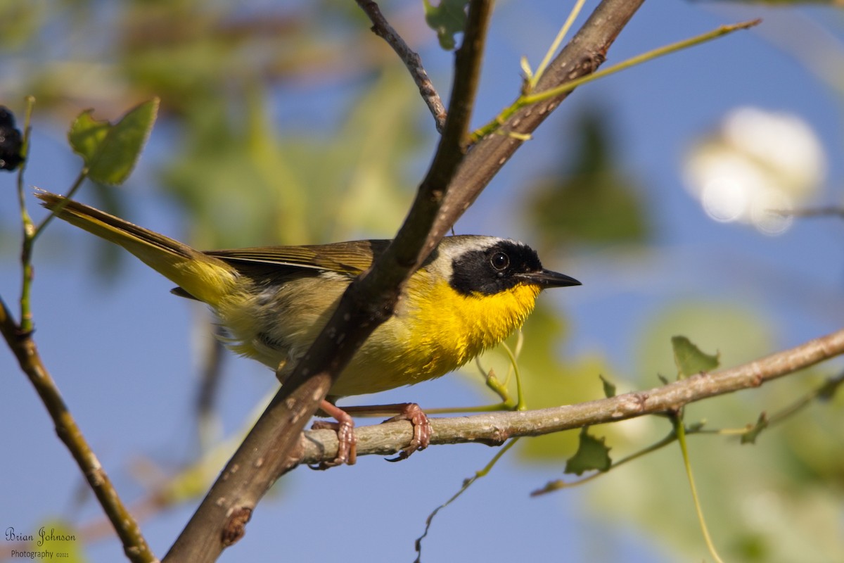 Common Yellowthroat - ML350398771