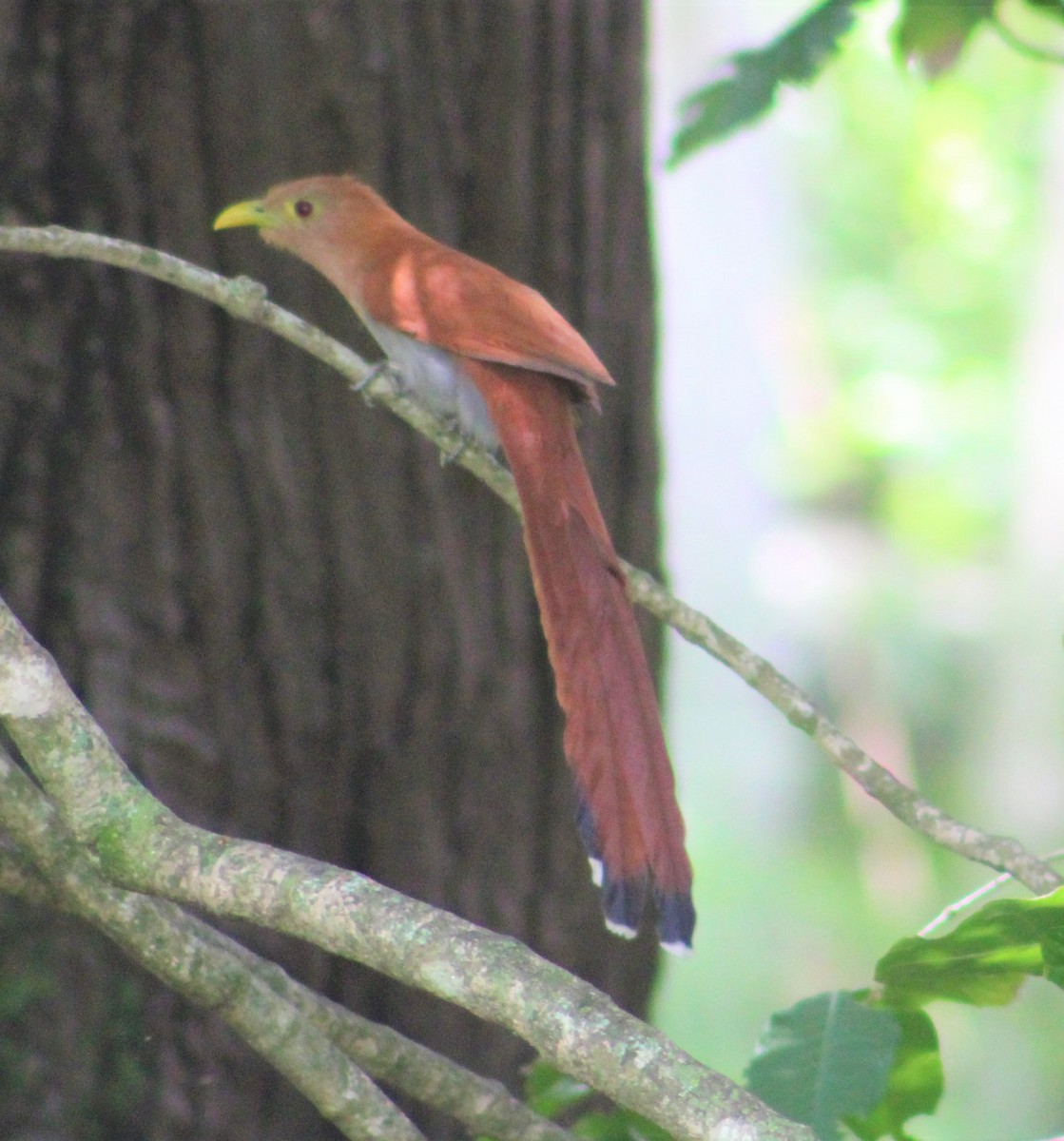 Squirrel Cuckoo - ML350398811