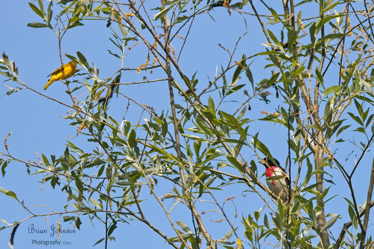 Rose-breasted Grosbeak - Brian Johnson