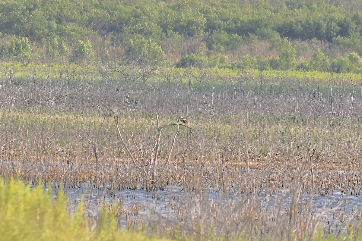 Osprey - Lawrence Haller