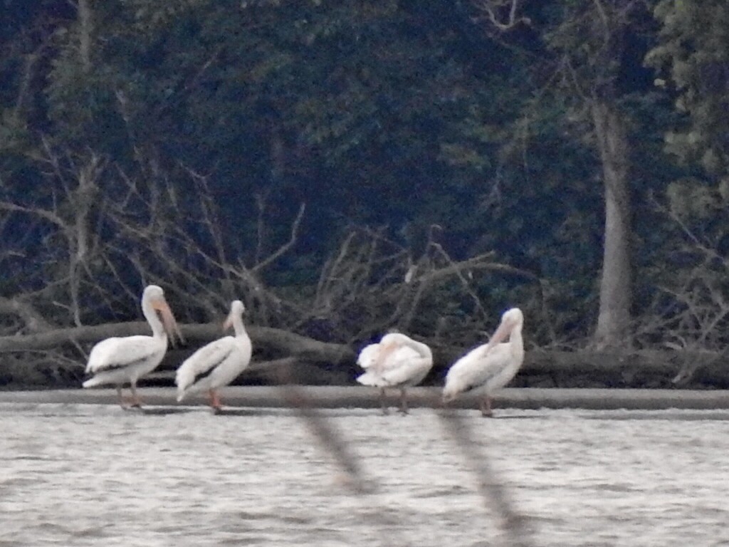 pelikán severoamerický - ML350399551