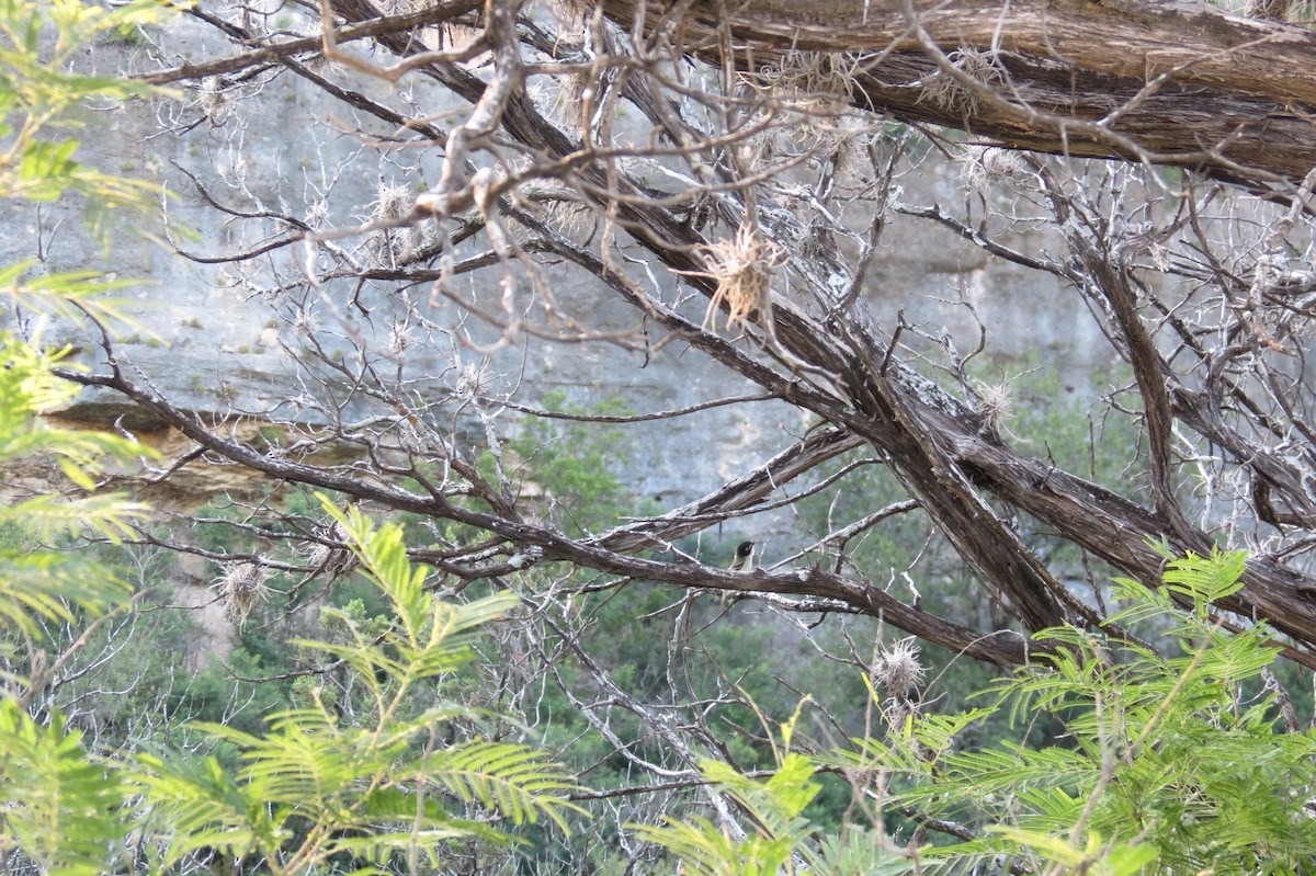 Vireo Cabecinegro - ML350399641