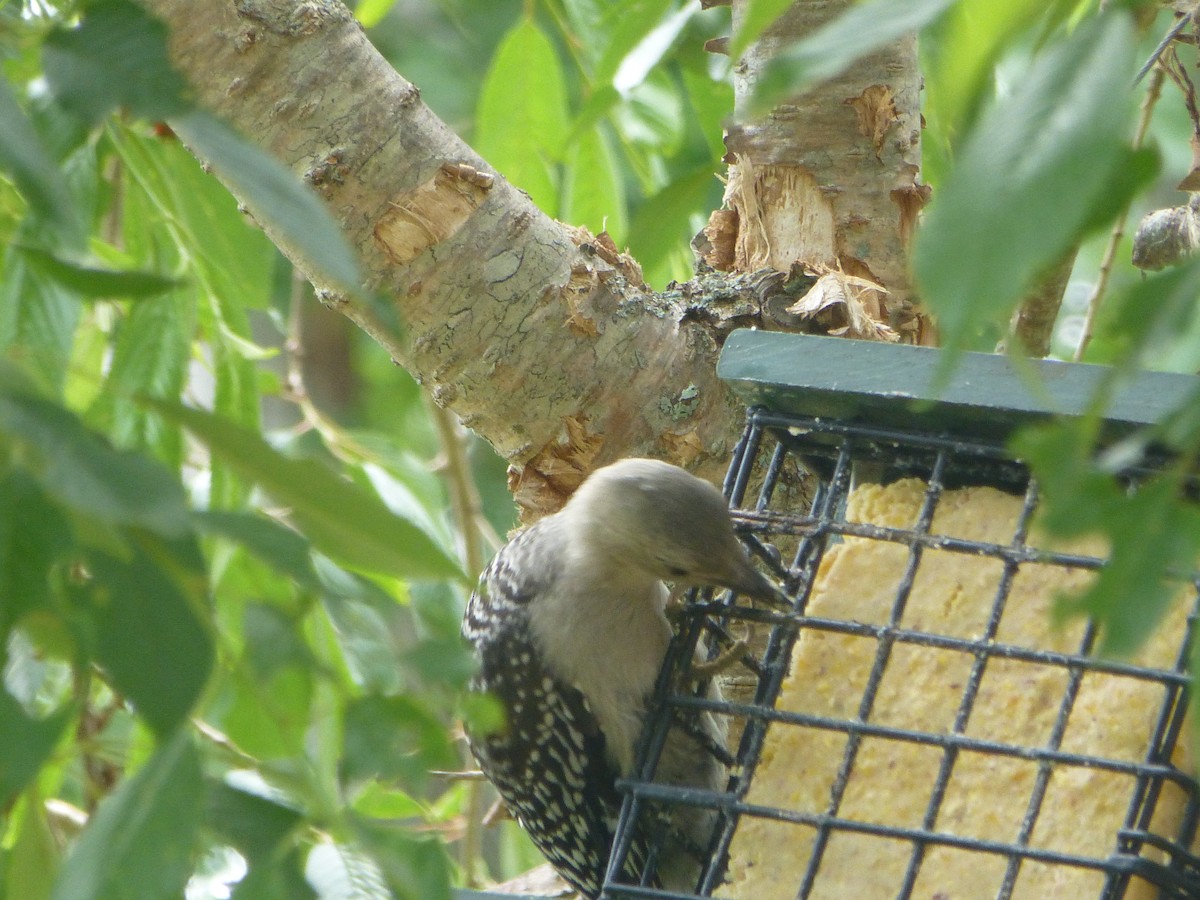 Red-bellied Woodpecker - ML350400631