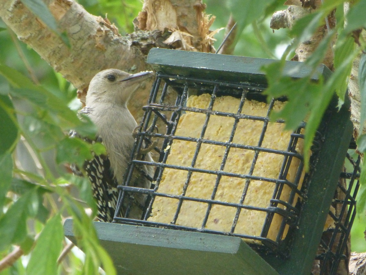 Red-bellied Woodpecker - ML350400641