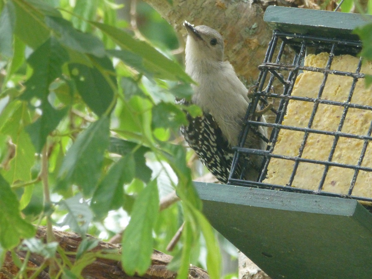 Red-bellied Woodpecker - ML350400661