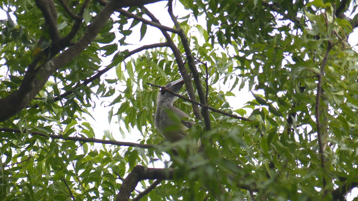 Indian Gray Hornbill - ML35040481