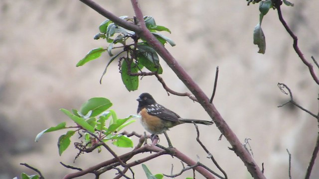 Spotted Towhee - ML350405921