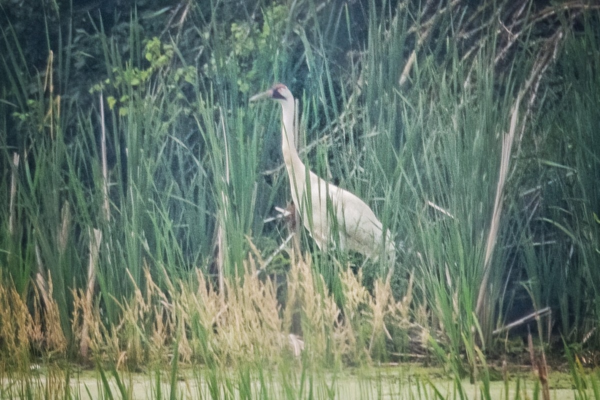 jeřáb americký - ML350406741