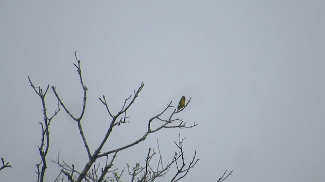 Black-headed Siskin - ML350407491