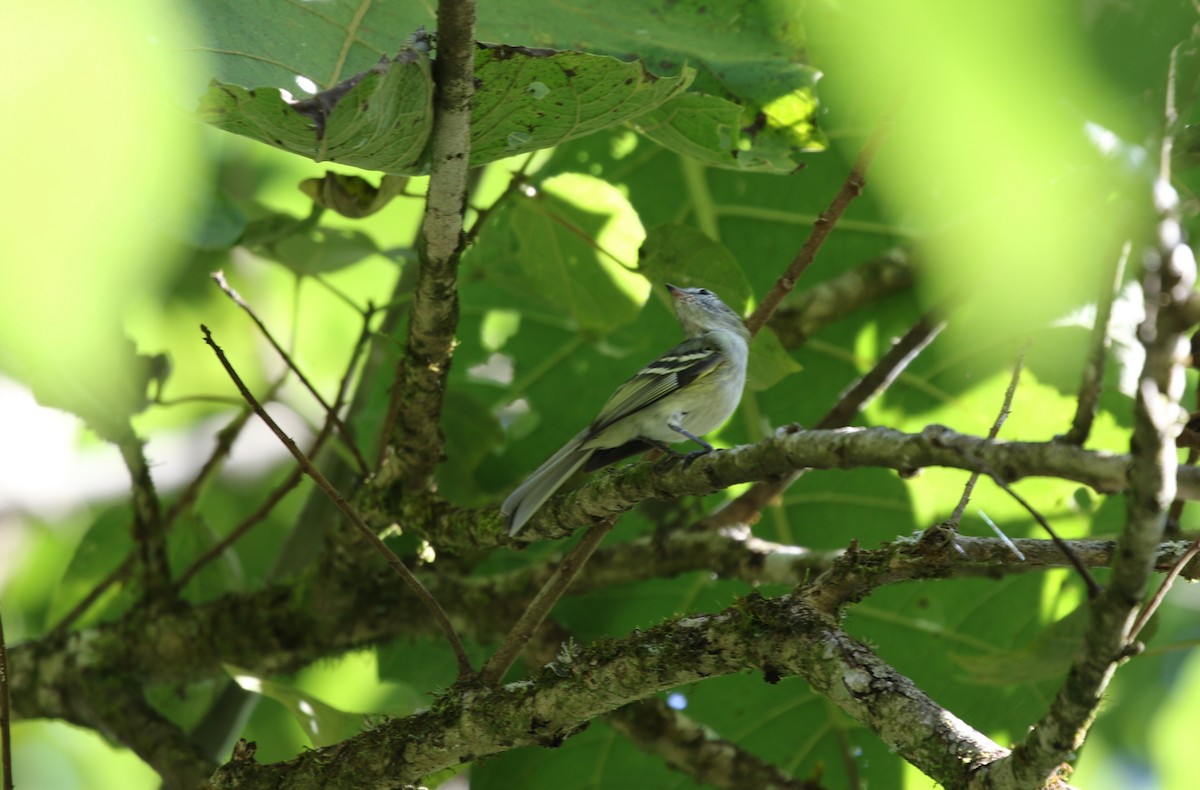 Sclater's Tyrannulet - ML350407831