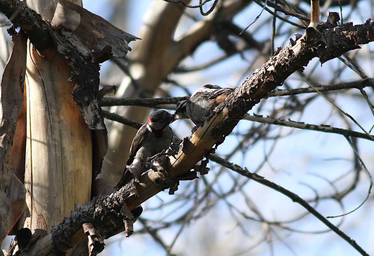 Great Spotted Woodpecker - Xabier Remirez