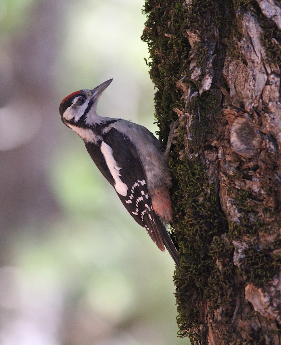 Great Spotted Woodpecker - Xabier Remirez