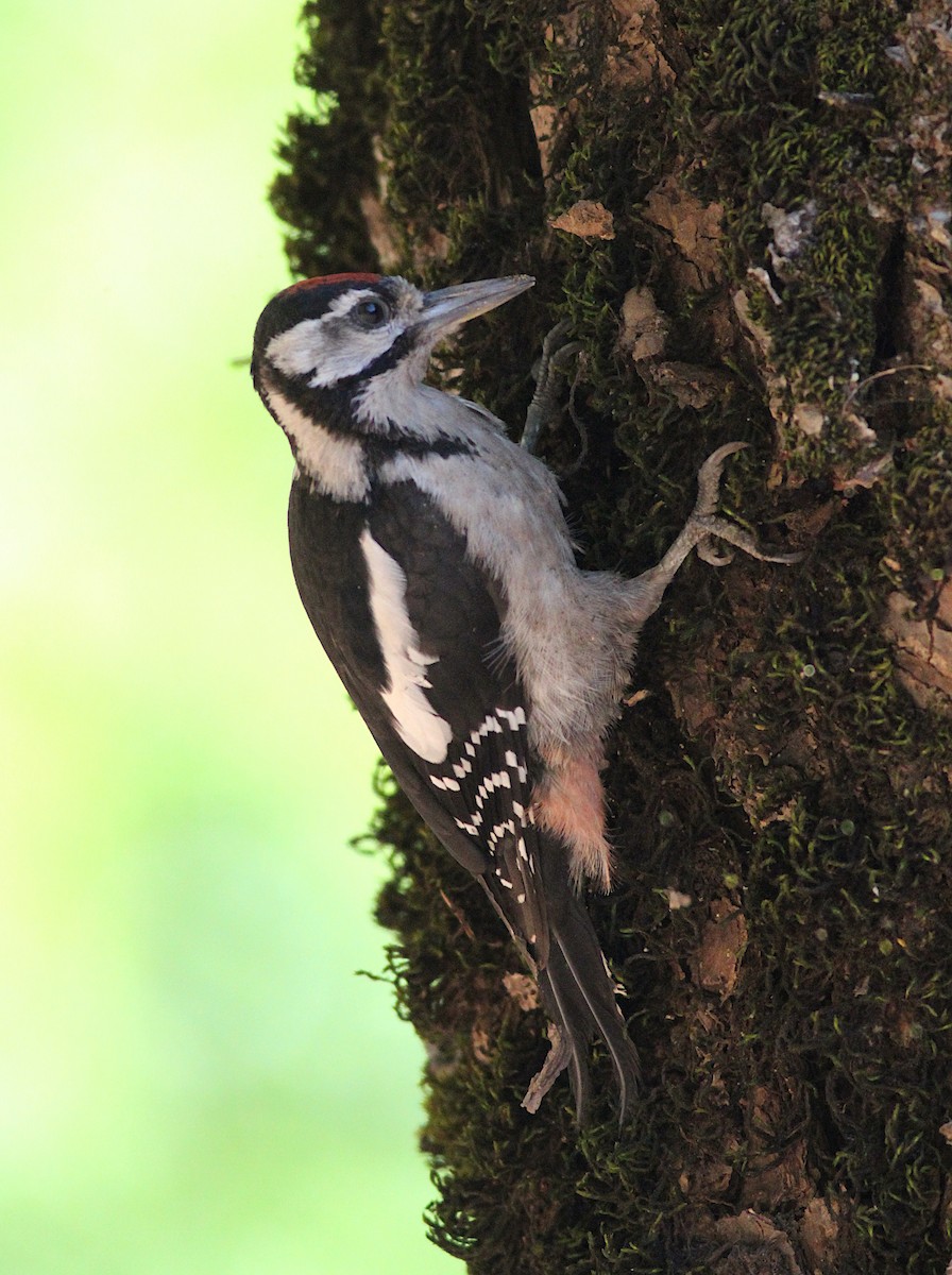 Great Spotted Woodpecker - Xabier Remirez