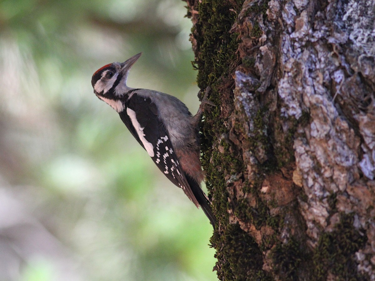 Great Spotted Woodpecker - Xabier Remirez