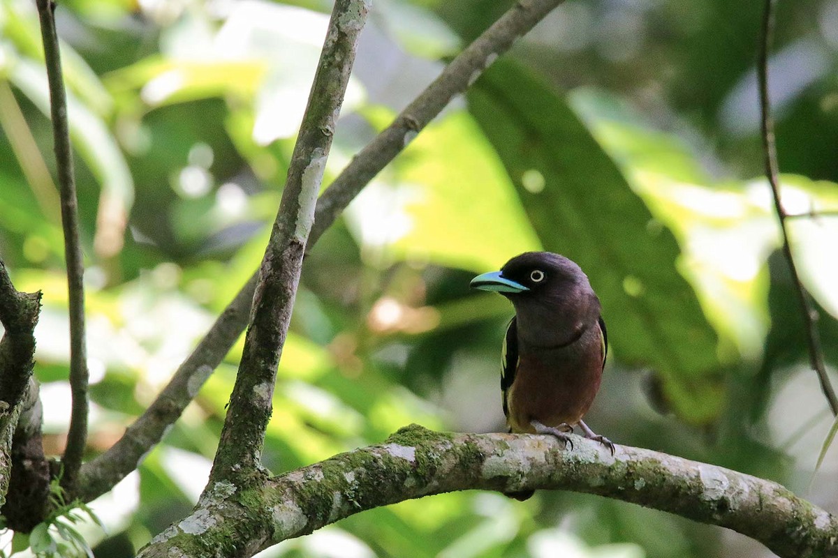 Banded Broadbill (Javan) - ML350408721