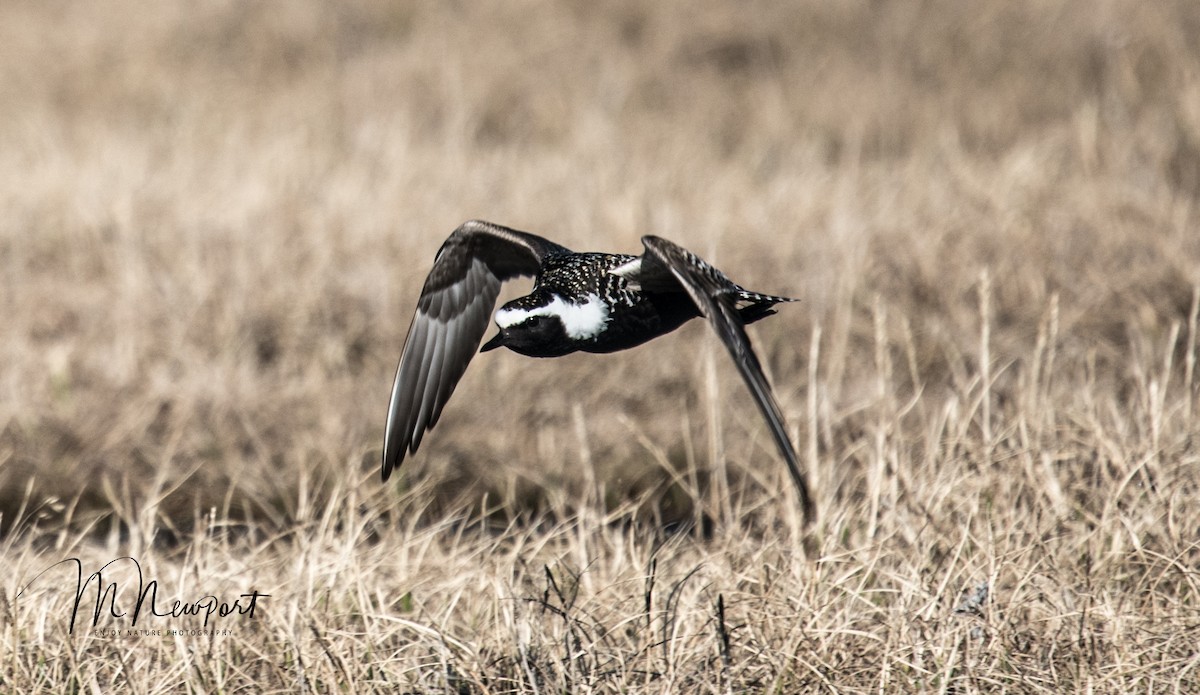 American Golden-Plover - ML350408991