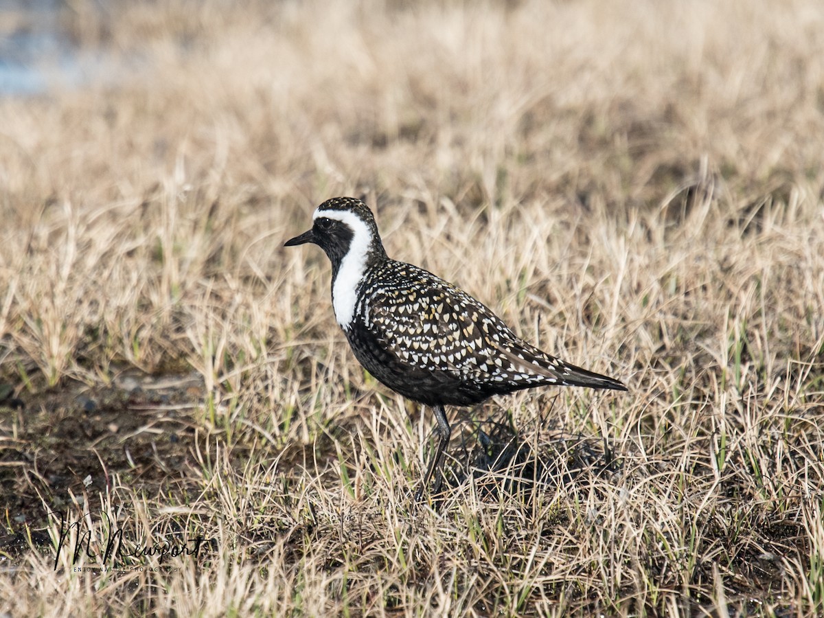 American Golden-Plover - ML350409001