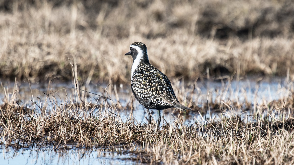 American Golden-Plover - ML350409011