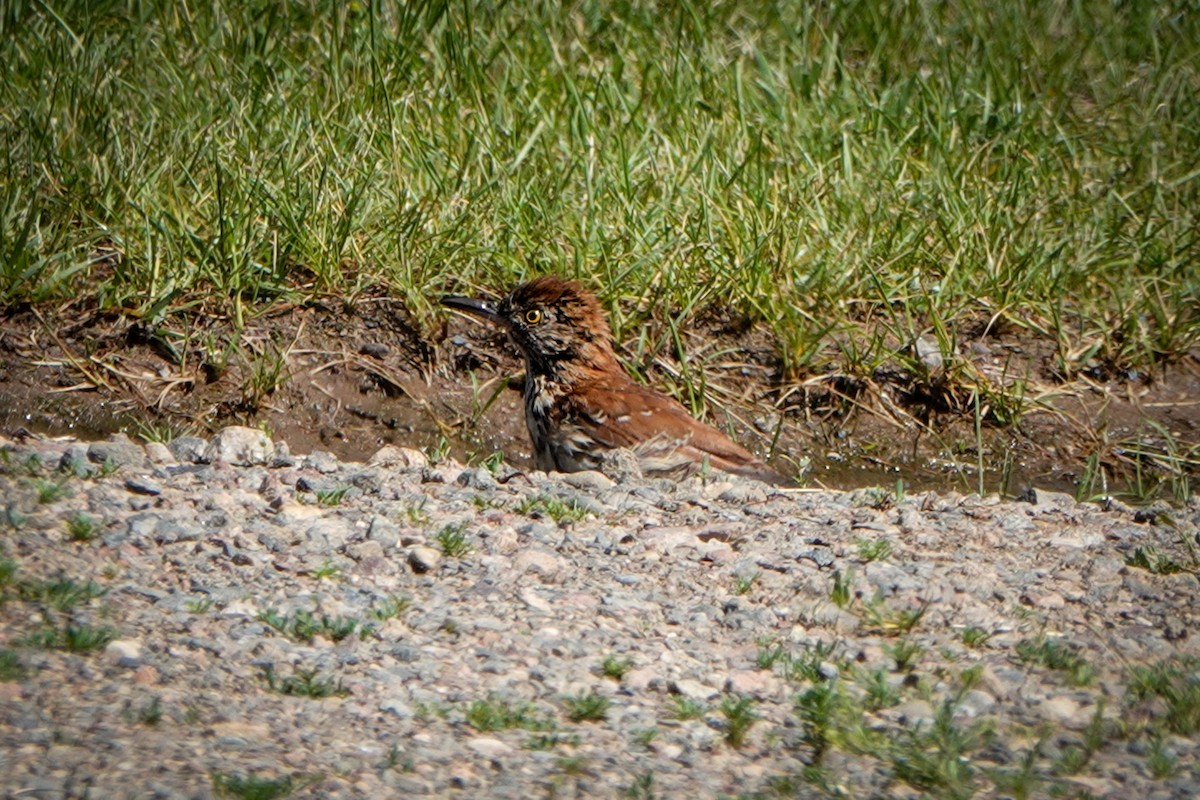 Brown Thrasher - ML350409141