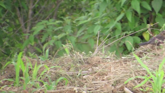 Rufous-collared Robin - ML350409441