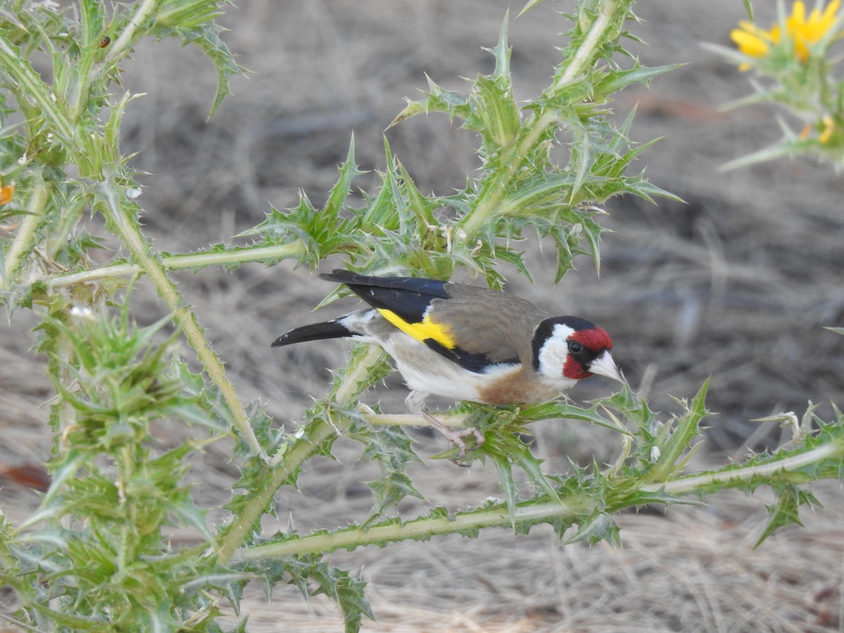 European Goldfinch - ML350409811