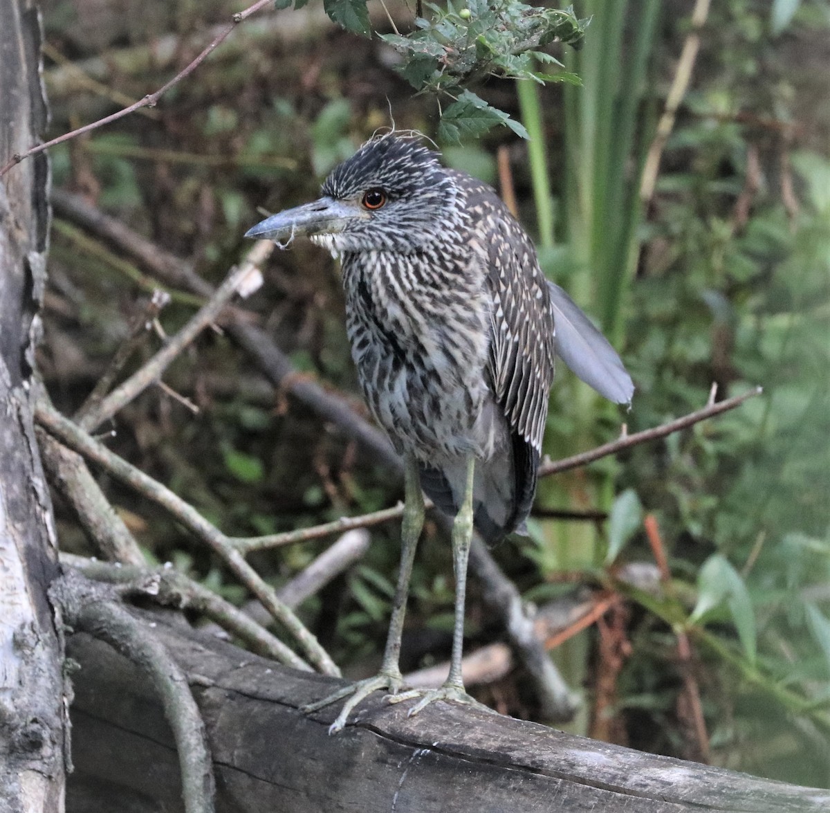 Yellow-crowned Night Heron - ML350410391