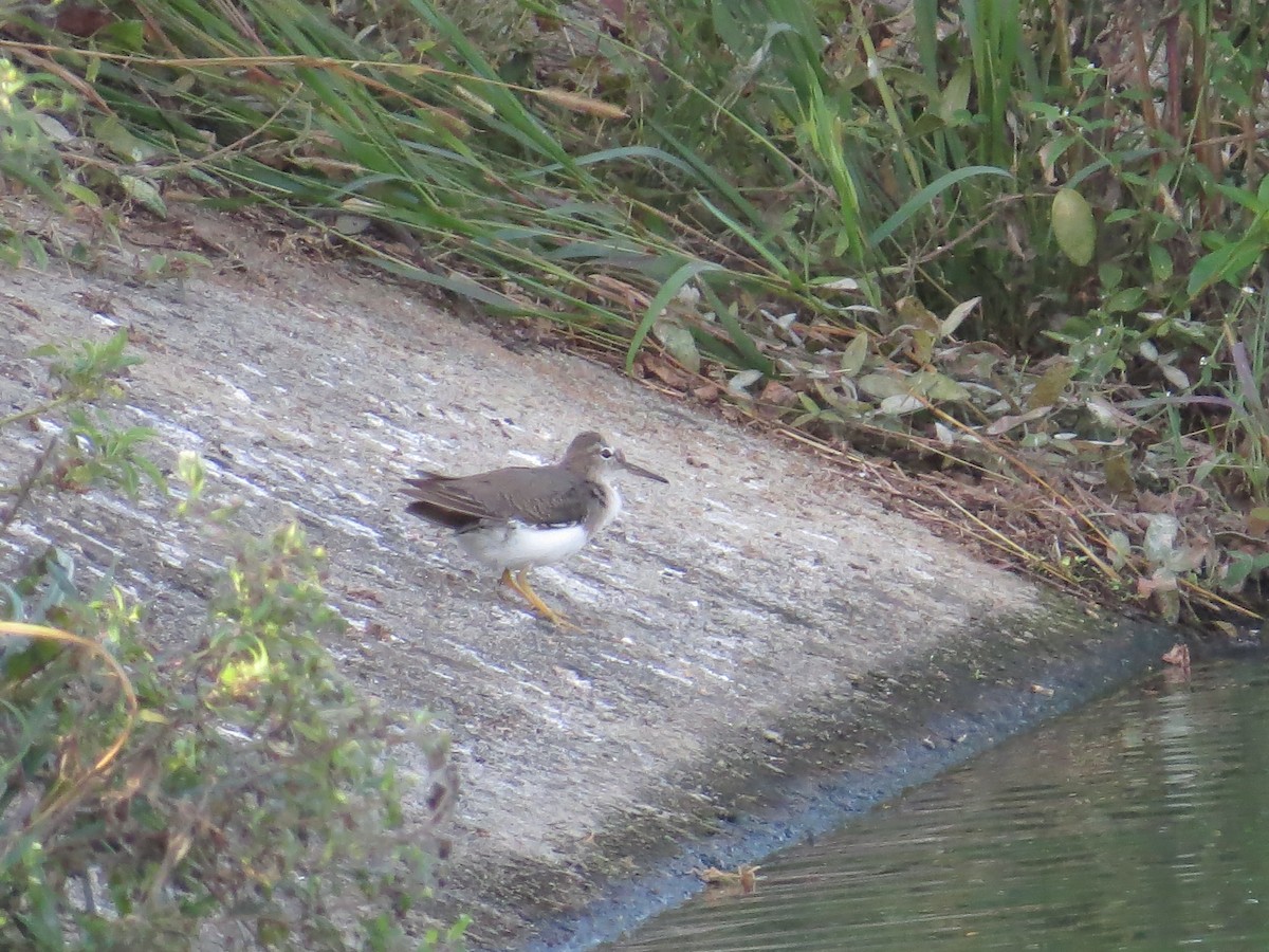 Spotted Sandpiper - ML350412371