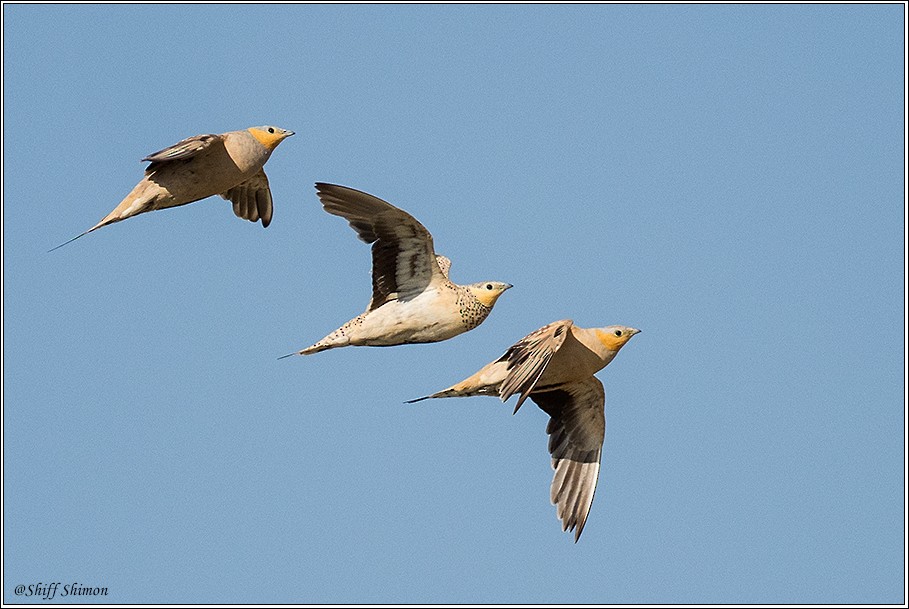 Spotted Sandgrouse - ML350412801