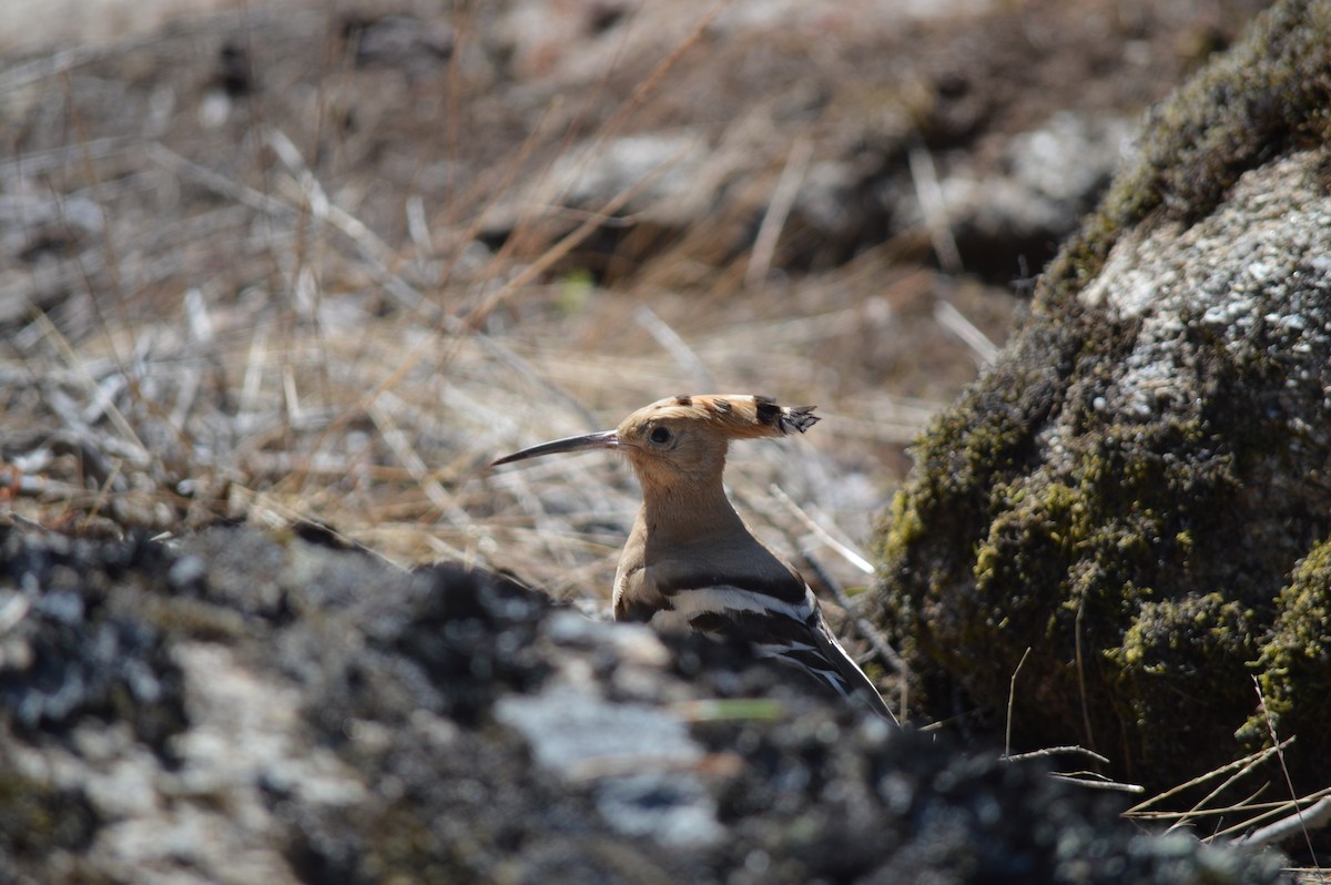 Eurasian Hoopoe - ML350413001