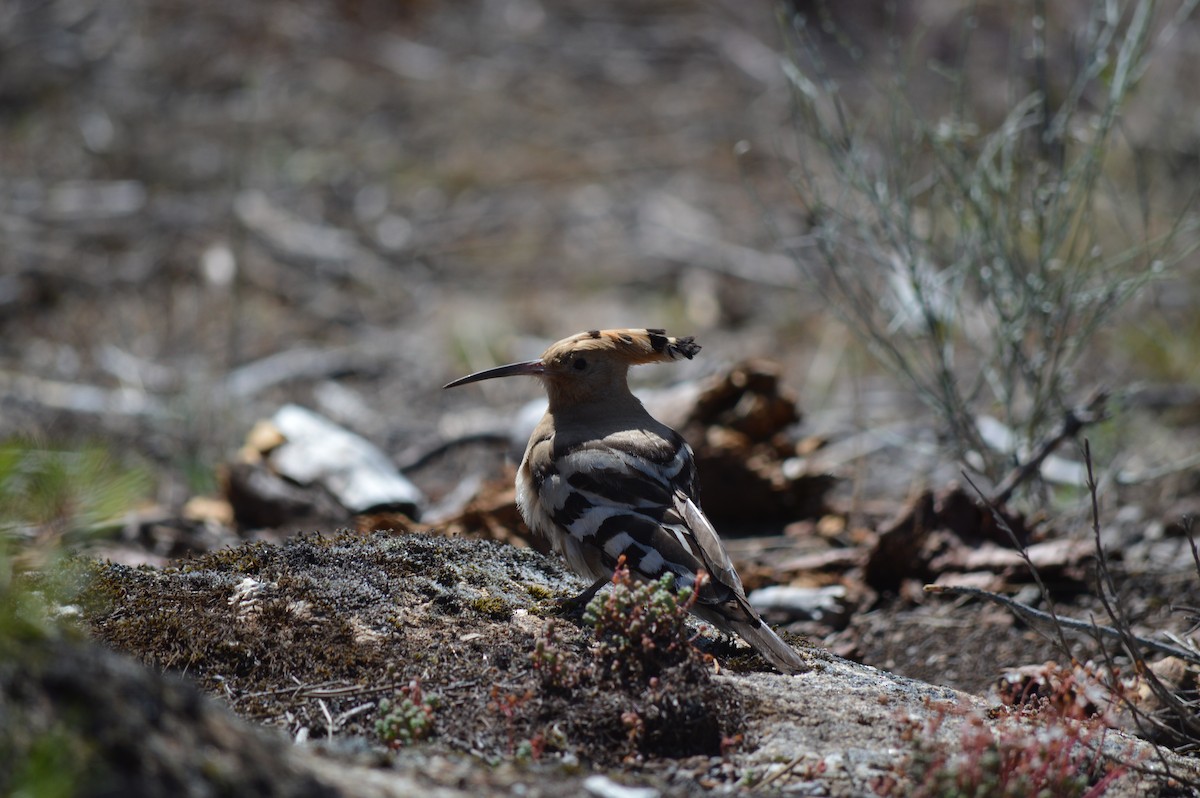 Eurasian Hoopoe - Sandra Fernandes