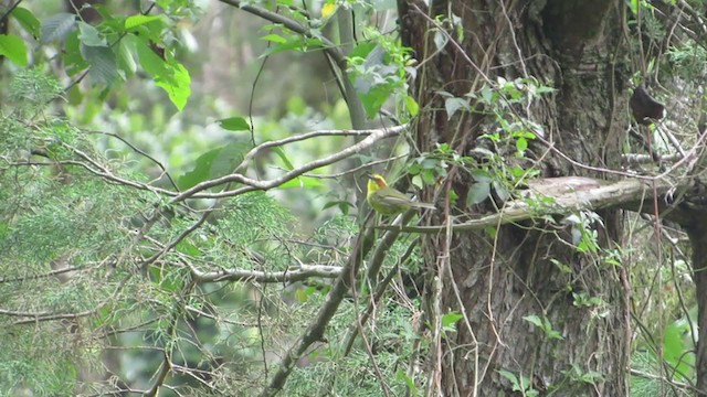 Golden-browed Warbler - ML350414741