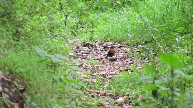 Rufous-collared Robin - ML350416091