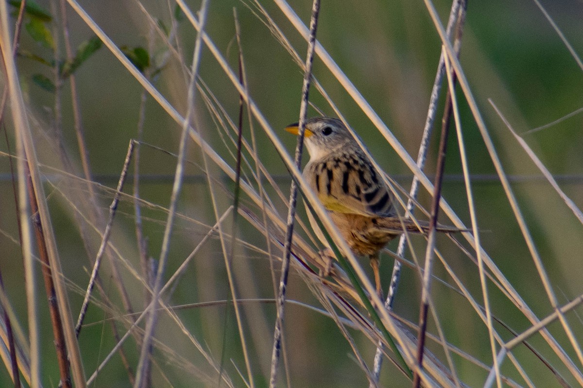 Wedge-tailed Grass-Finch - Leandro Bareiro Guiñazú