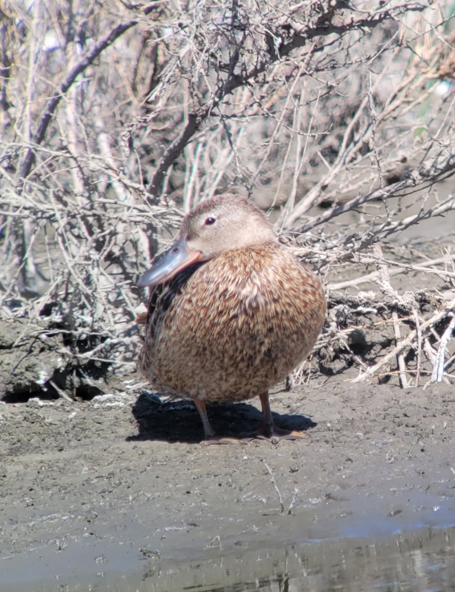 Cinnamon Teal - Donald Pendleton