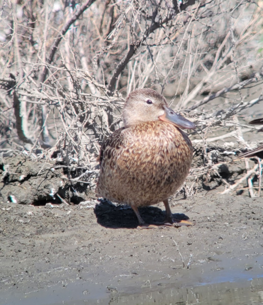 Cinnamon Teal - Donald Pendleton