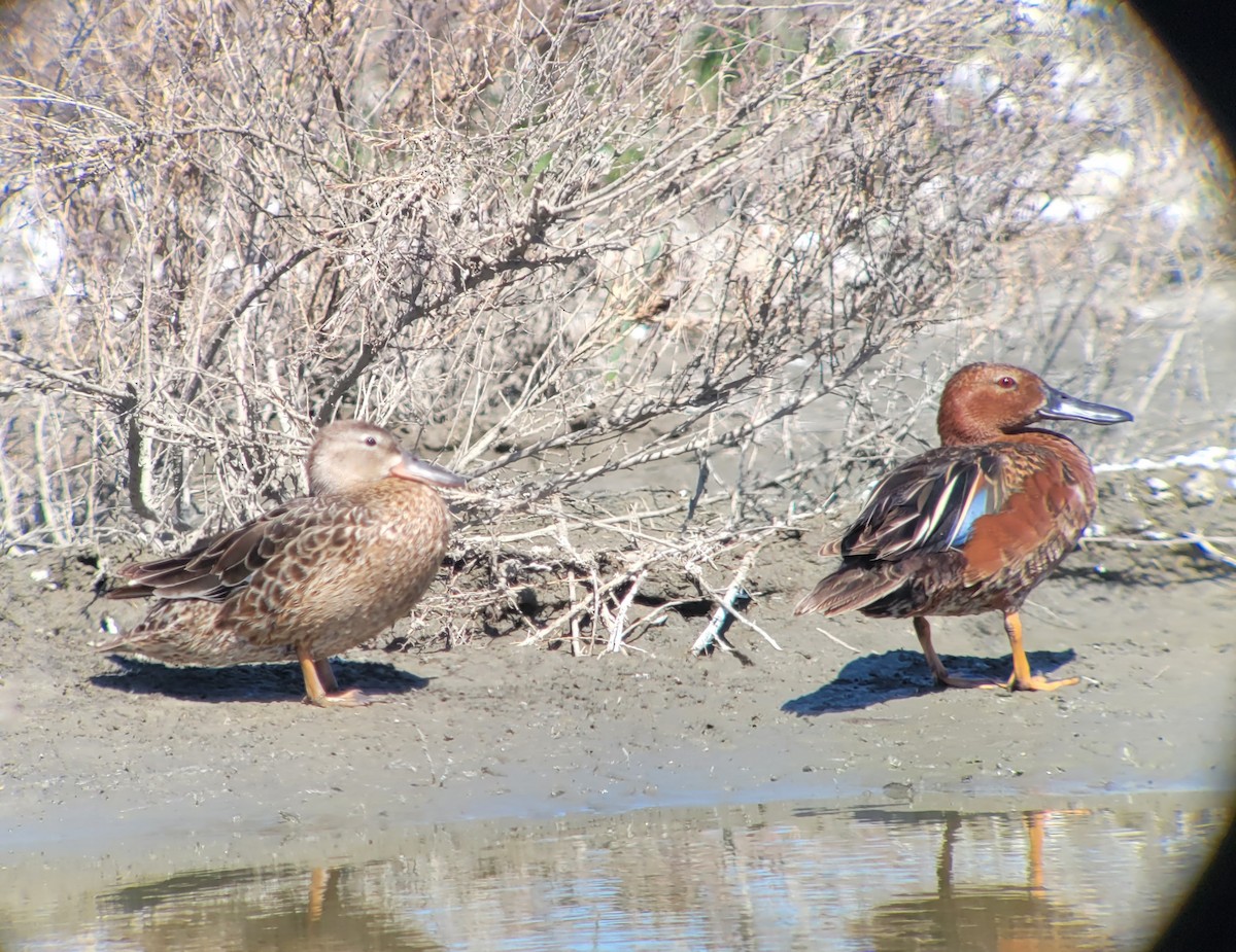 Cinnamon Teal - Donald Pendleton