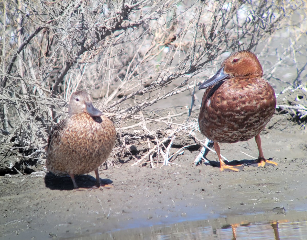 Cinnamon Teal - ML350422231