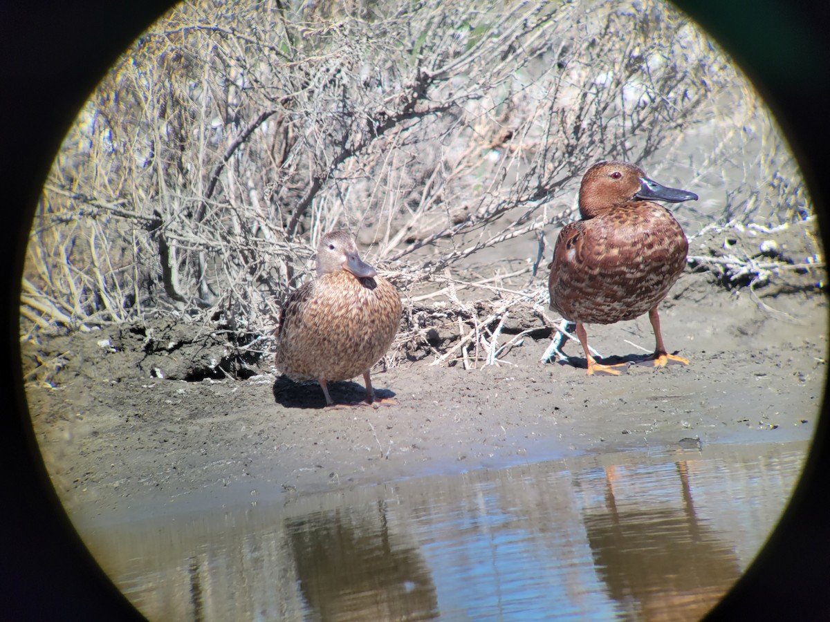 Cinnamon Teal - ML350422251