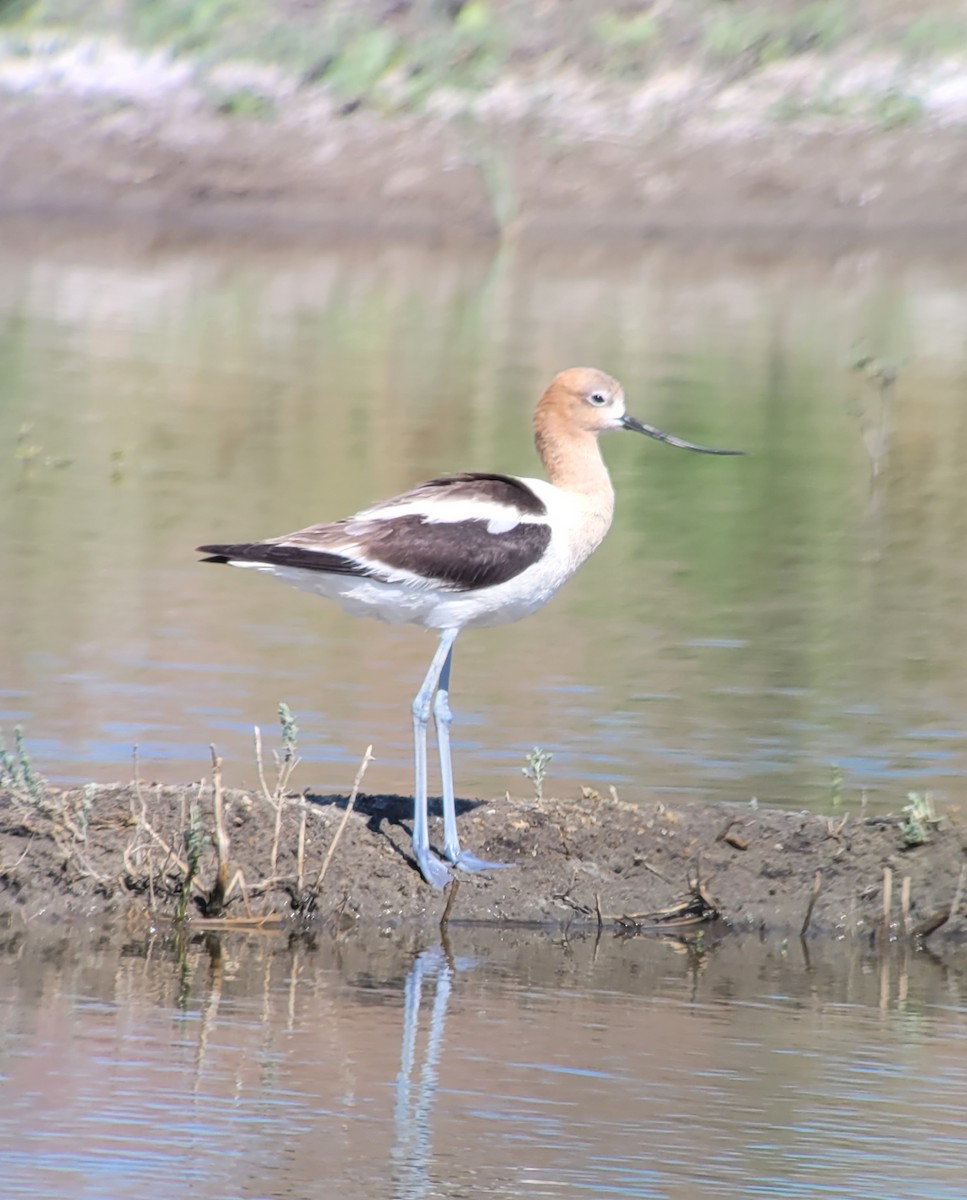 Avocette d'Amérique - ML350422321