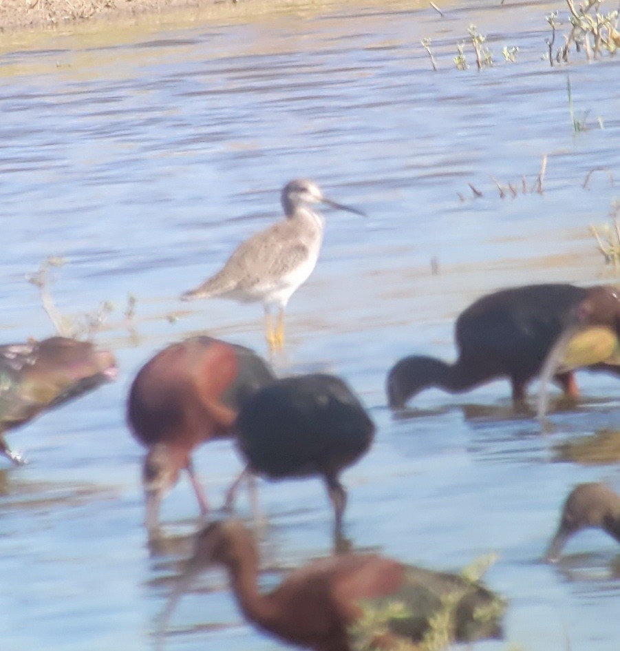 Greater Yellowlegs - ML350422351